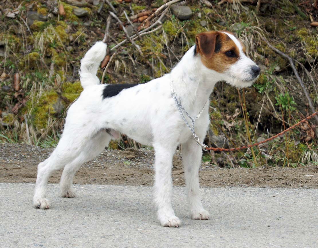 Male store jack russell